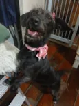Cacau