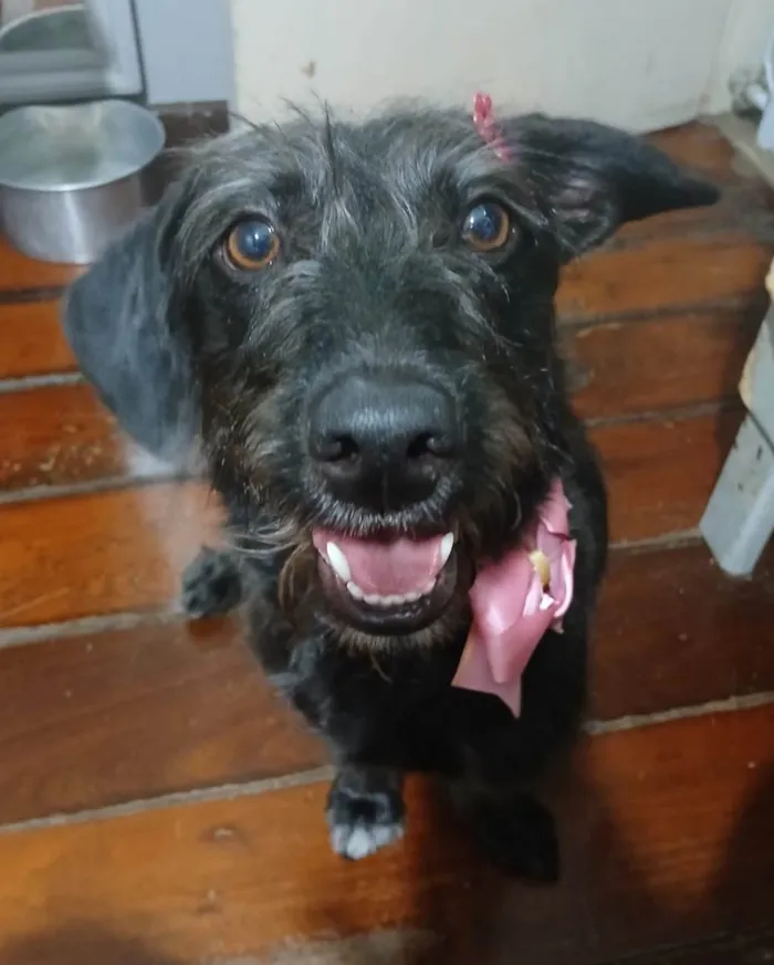Cachorro ra a SRD-ViraLata idade 1 ano nome Cacau