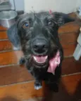 Cacau
