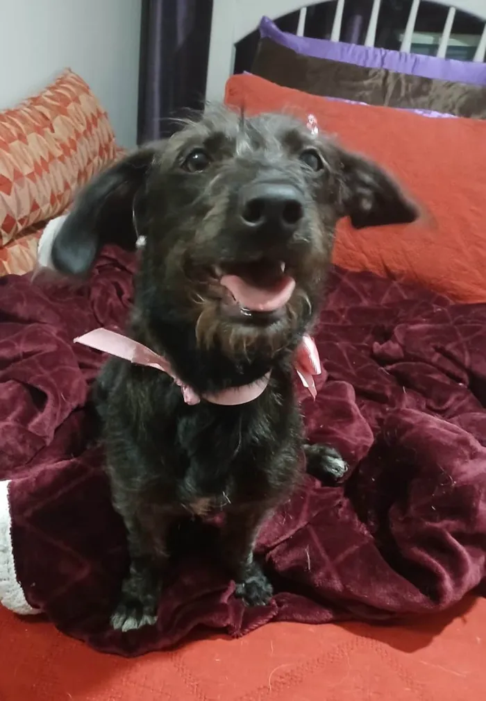 Cachorro ra a SRD-ViraLata idade 1 ano nome Cacau