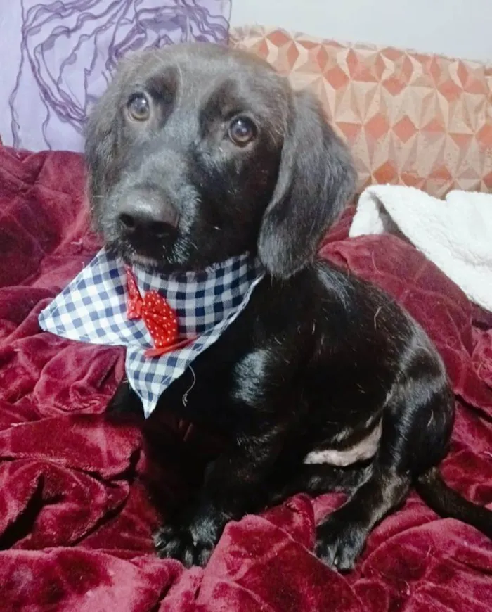 Cachorro ra a SRD-ViraLata idade 2 a 6 meses nome Chokito