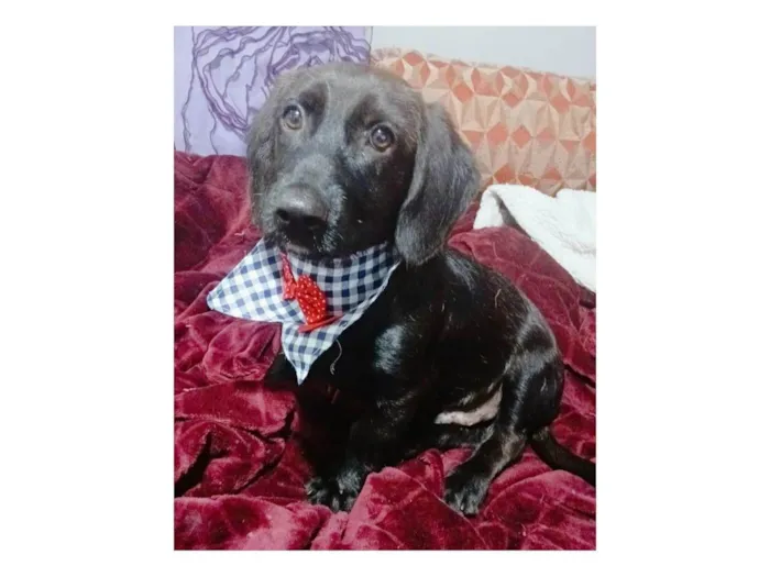 Cachorro ra a SRD-ViraLata idade 2 a 6 meses nome Chokito