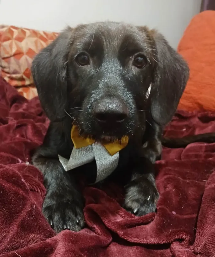 Cachorro ra a SRD-ViraLata idade 2 a 6 meses nome Chokito