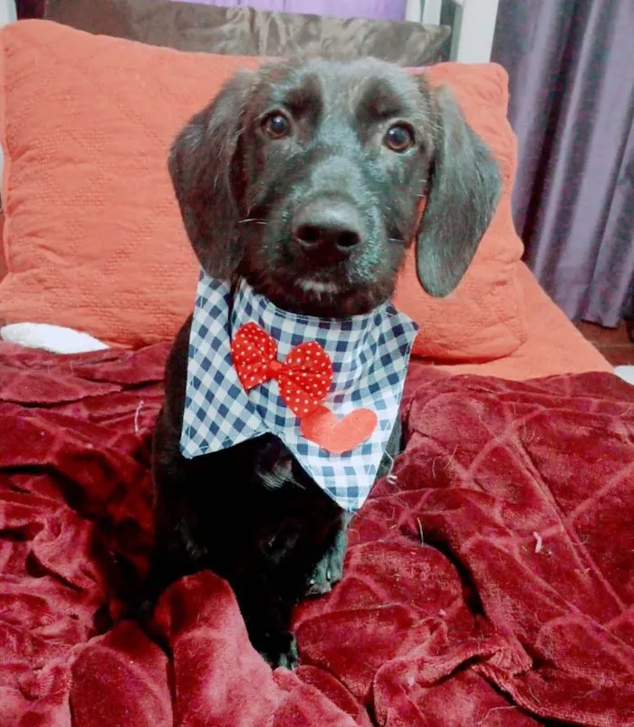 Cachorro ra a SRD-ViraLata idade 2 a 6 meses nome Chokito