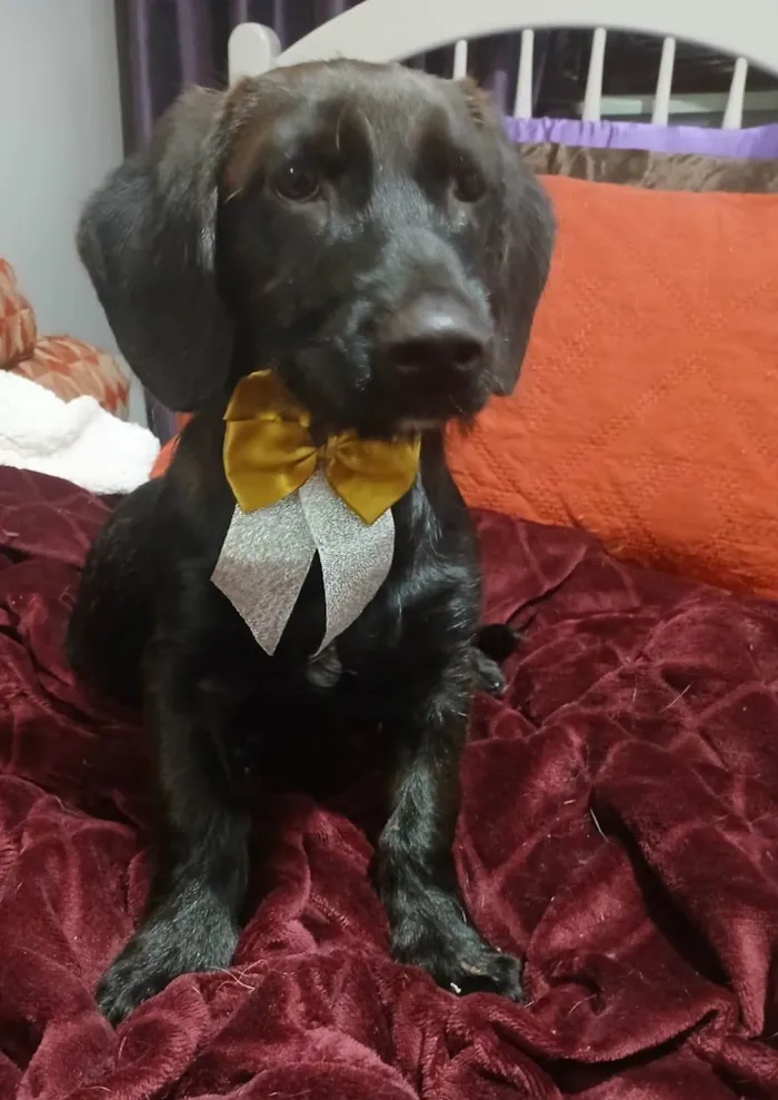 Cachorro ra a SRD-ViraLata idade 2 a 6 meses nome Chokito