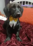 Chokito