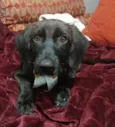 Chokito