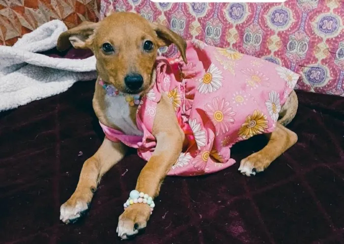 Cachorro ra a SRD-ViraLata idade 2 a 6 meses nome Kira