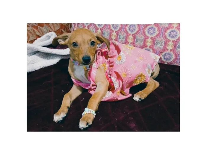 Cachorro ra a SRD-ViraLata idade 2 a 6 meses nome Kira