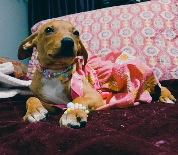 Cachorro ra a SRD-ViraLata idade 2 a 6 meses nome Kira