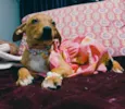 Kira