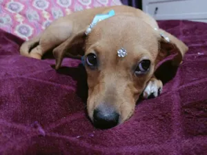 Cachorro raça SRD-ViraLata idade 2 a 6 meses nome Kira
