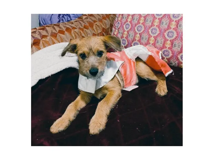 Cachorro ra a SRD-ViraLata idade 2 a 6 meses nome Yuki