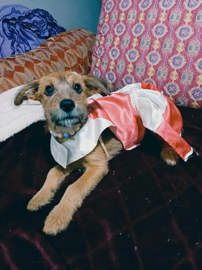 Cachorro ra a SRD-ViraLata idade 2 a 6 meses nome Yuki
