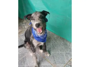 Cachorro raça SRD-ViraLata idade 7 a 11 meses nome Juca