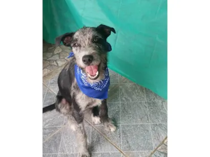 Cachorro raça SRD-ViraLata idade 7 a 11 meses nome Juca