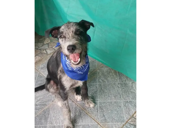 Cachorro ra a SRD-ViraLata idade 7 a 11 meses nome Juca