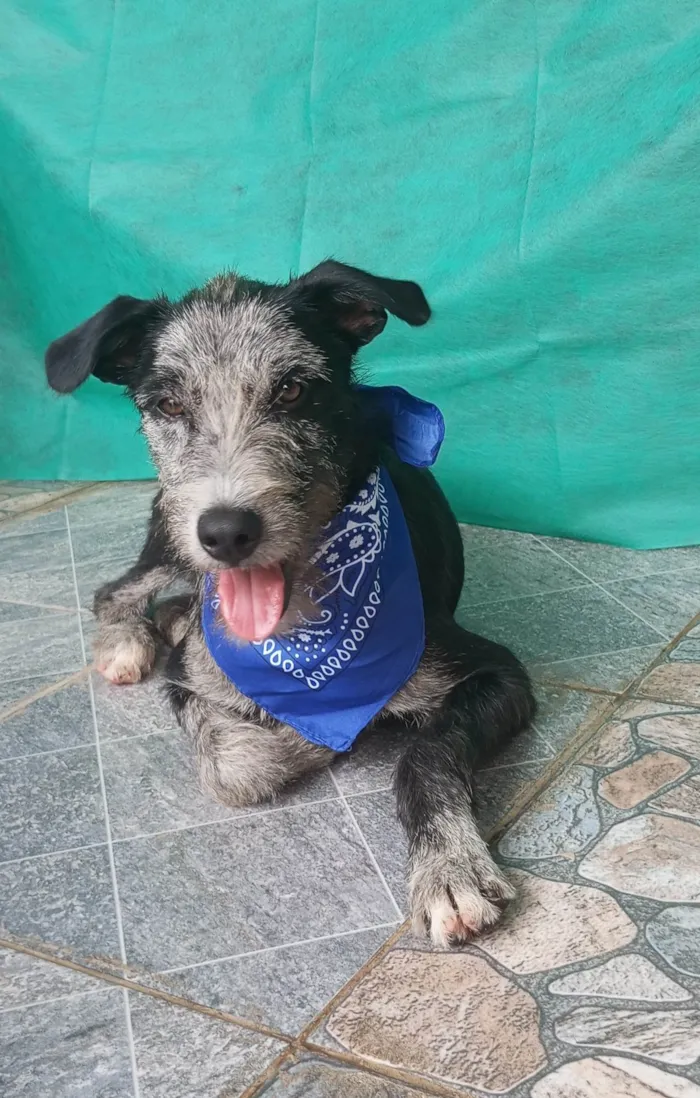Cachorro ra a SRD-ViraLata idade 7 a 11 meses nome Juca