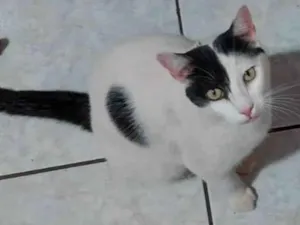 Gato raça SRD-ViraLata idade 4 anos nome Jubi