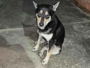 Cachorro raça SRD-ViraLata idade 3 anos nome Não tenho