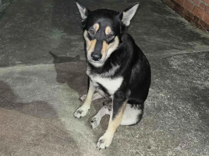 Cachorro ra a SRD-ViraLata idade 3 anos nome Não tenho