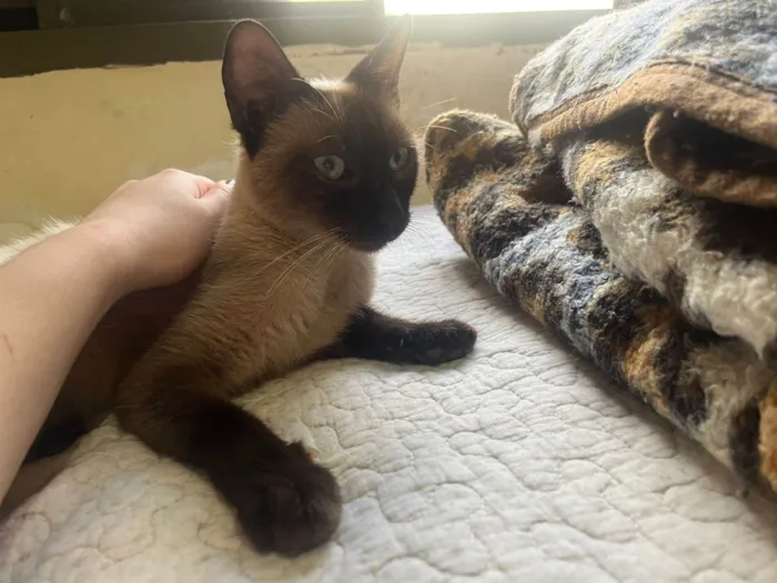 Gato ra a Siamês idade 4 anos nome Fuduguinha