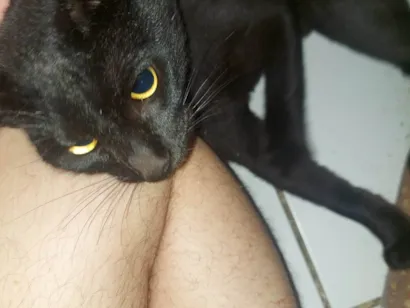 Gato raça SRD-ViraLata idade 2 a 6 meses nome Gato