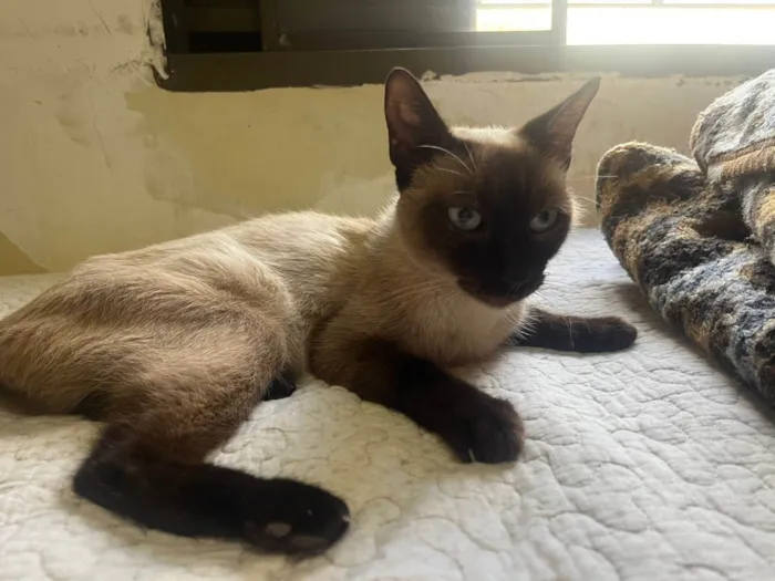 Gato ra a Siamês idade 4 anos nome Fuduguinha