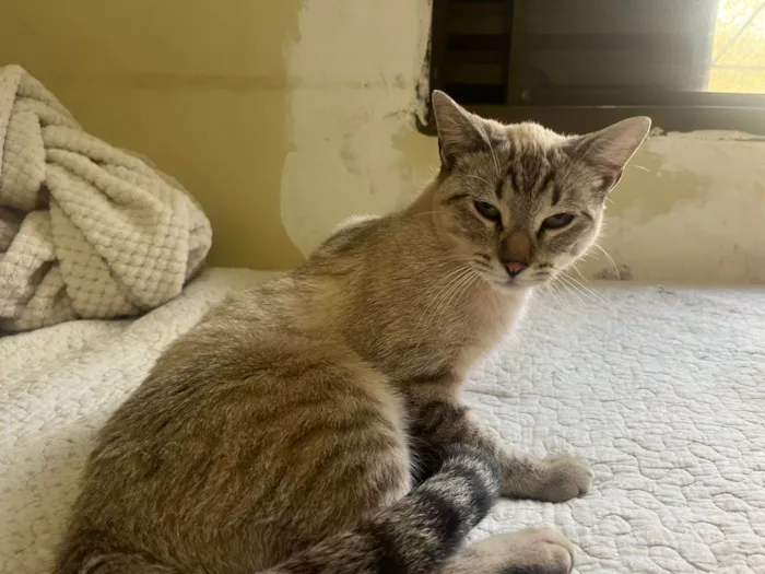 Gato ra a SRD-ViraLata idade 7 a 11 meses nome Listradinho