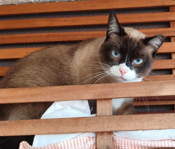 Gato ra a SRD-ViraLata idade 2 a 6 meses nome Falar com Wagner - Whats 11 95138-5786