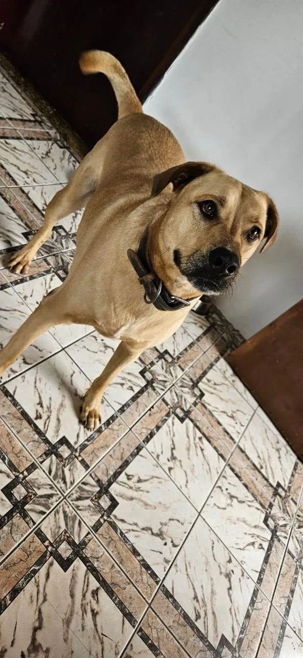 Cachorro ra a SRD-ViraLata idade 5 anos nome Bradock