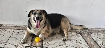 Cachorro raça SRD-ViraLata idade 5 anos nome Dolce