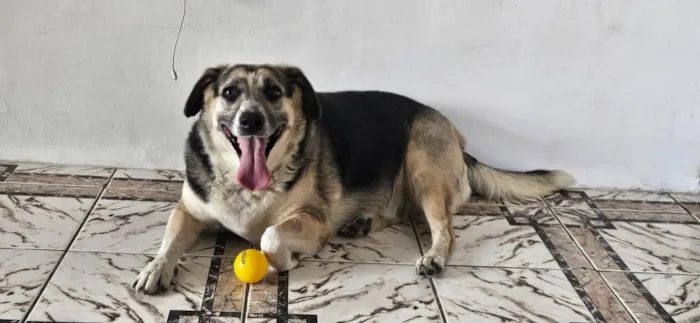 Cachorro ra a SRD-ViraLata idade 5 anos nome Dolce