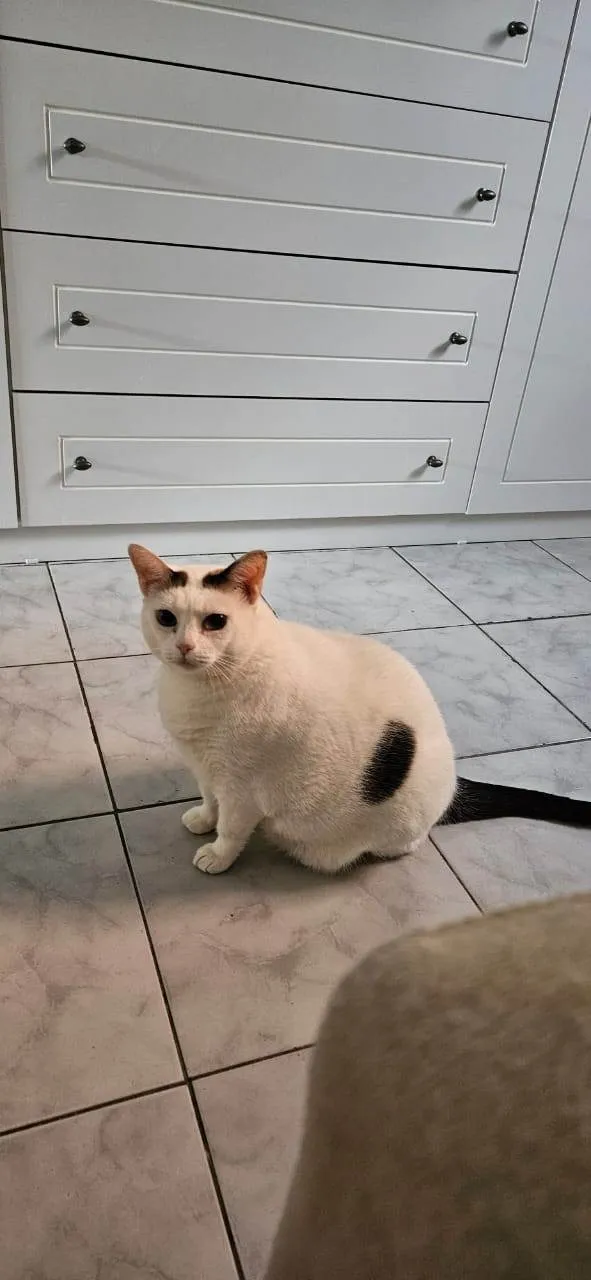 Gato ra a SRD-ViraLata idade 5 anos nome Crystal 