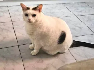 Gato raça SRD-ViraLata idade 5 anos nome Crystal 