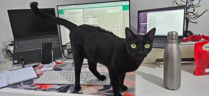Gato ra a SRD-ViraLata idade 1 ano nome Esmeralda