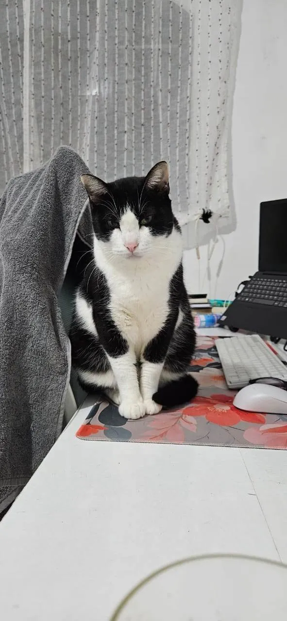 Gato ra a SRD-ViraLata idade 4 anos nome Kylo Ren (do Star Wars)