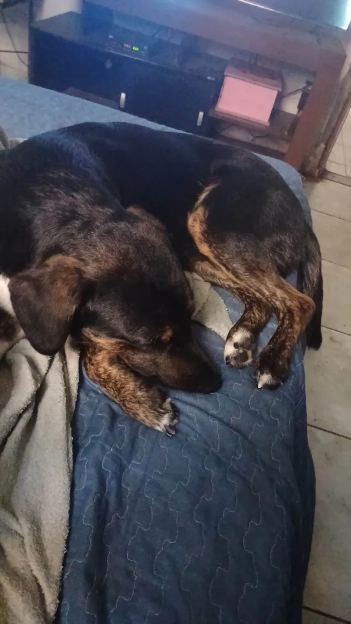 Cachorro ra a SRD-ViraLata idade 1 ano nome MARLEY
