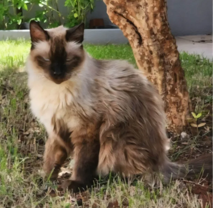 Gato ra a Siamês idade 6 ou mais anos nome Leleco