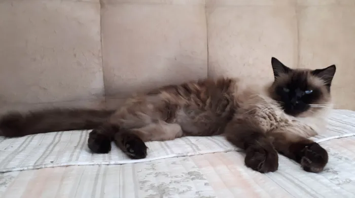 Gato ra a Siamês idade 6 ou mais anos nome Leleco