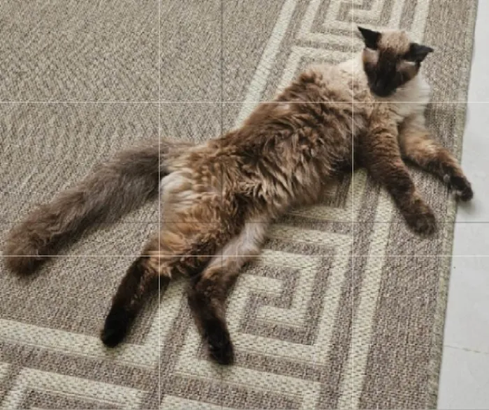 Gato ra a Siamês idade 6 ou mais anos nome Leleco