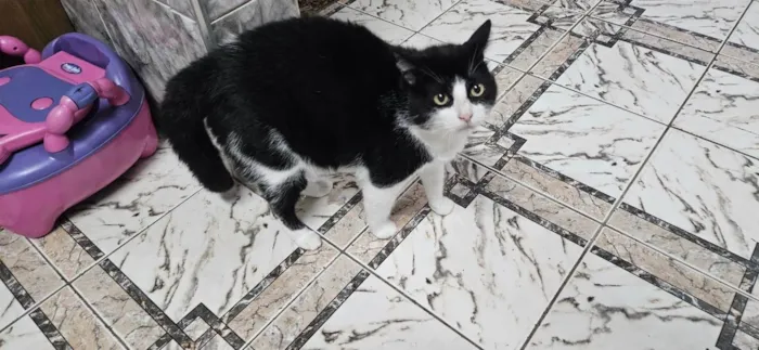 Gato ra a SRD-ViraLata idade 5 anos nome Willian
