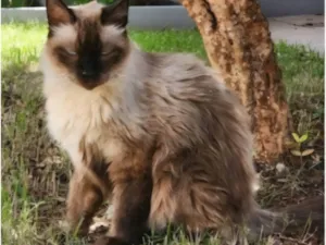 Gato raça Siamês idade 6 ou mais anos nome Leleco
