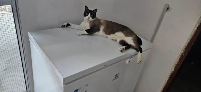 Gato ra a SRD-ViraLata idade 5 anos nome Luke 