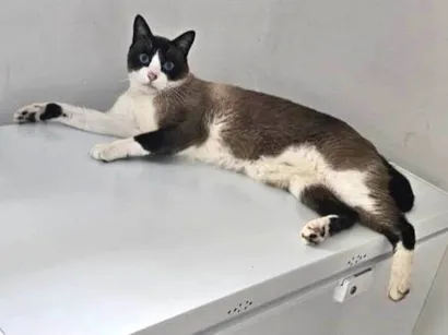 Gato raça SRD-ViraLata idade 5 anos nome Luke 