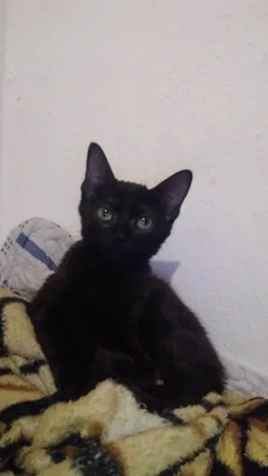 Gato raça Exótico idade 2 a 6 meses nome Pandora 