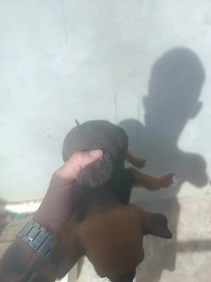 Cachorro ra a SRD-ViraLata idade Abaixo de 2 meses nome Giselly 