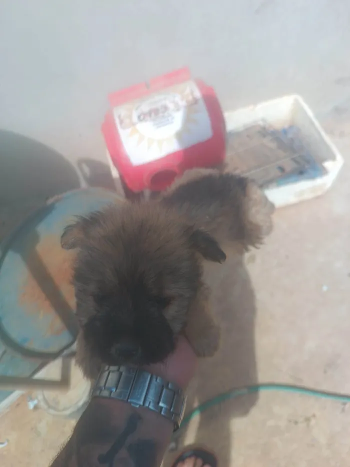 Cachorro ra a SRD-ViraLata idade Abaixo de 2 meses nome Giselly 