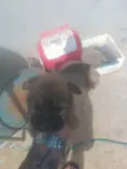 Giselly