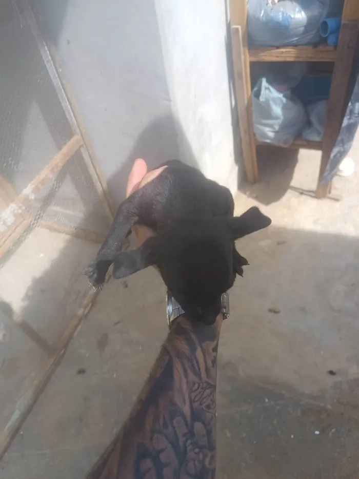 Cachorro ra a SRD-ViraLata idade Abaixo de 2 meses nome Giselly 